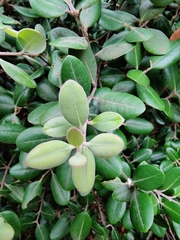 Metrosideros kermadecensis