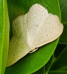 Scopula optivata