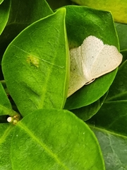 Scopula optivata