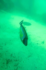 Meuschenia hippocrepis