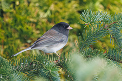 Junco hyemalis cismontanus
