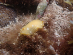 Doriopsilla carneola