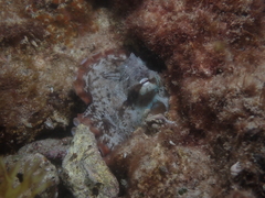 Octopus djinda