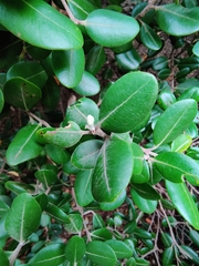 Metrosideros kermadecensis