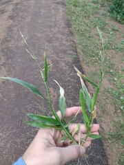 Urochloa plantaginea