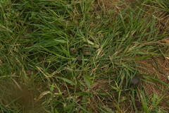 Urochloa plantaginea