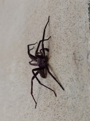 Uliodon