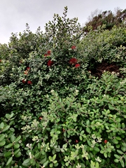 Metrosideros kermadecensis