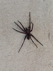 Uliodon