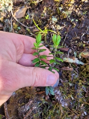 Pimelea buxifolia