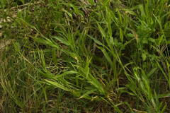 Urochloa plantaginea