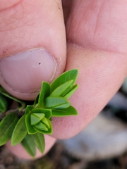 Pimelea buxifolia