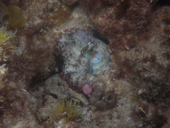 Octopus djinda