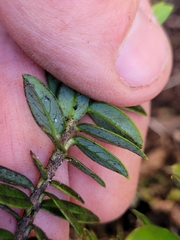 Pimelea buxifolia