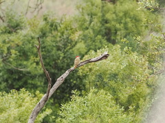 Campethera bennettii