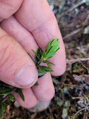 Pimelea buxifolia
