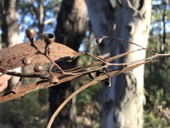 Eucalyptus fasciculosa