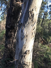 Eucalyptus fasciculosa