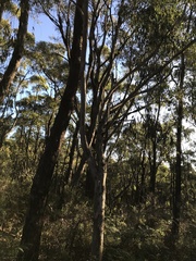 Eucalyptus fasciculosa