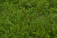 Urochloa plantaginea