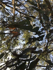 Eucalyptus fasciculosa