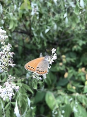 Coenonympha amaryllis