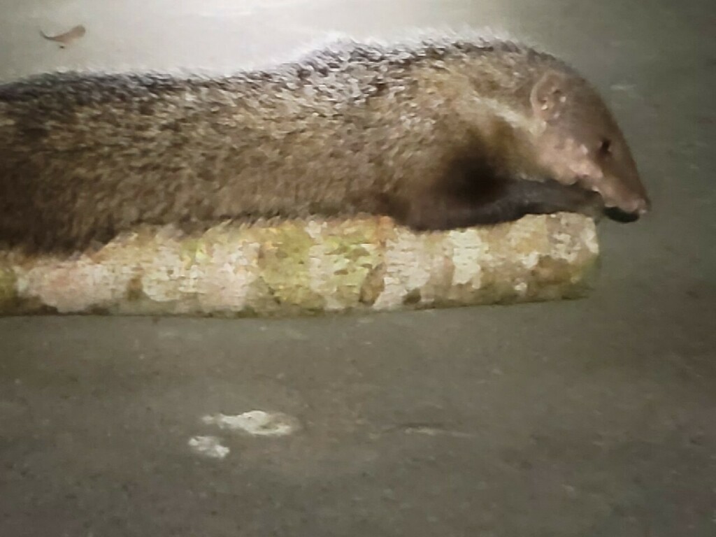 Taiwan Crabeating Mongoose in August 2022 by inatpeshualien001