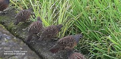 Bambusicola sonorivox