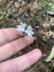Prostanthera linearis