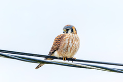 Falco sparverius sparverius