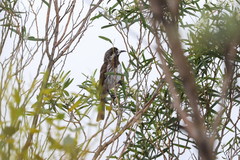 Purnella albifrons