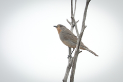 Pachycephala rufogularis