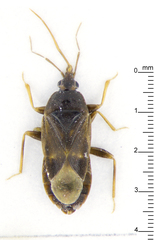 Cimicoidea