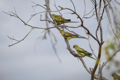 Polytelis anthopeplus monarchoides