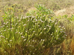 Leucadendron linifolium