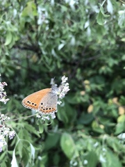Coenonympha amaryllis
