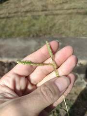 Paspalum fimbriatum