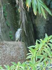 Nycticorax nycticorax nycticorax