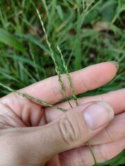 Urochloa glumaris