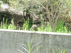 Nycticorax nycticorax nycticorax