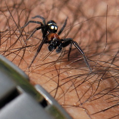 Titanoeca quadriguttata