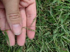 Urochloa glumaris