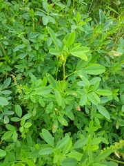 Melilotus officinalis
