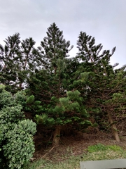 Araucaria heterophylla