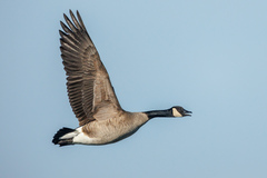 Branta canadensis parvipes
