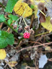 Rubus