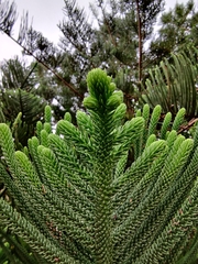 Araucaria heterophylla