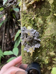 Physma