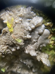 Physma