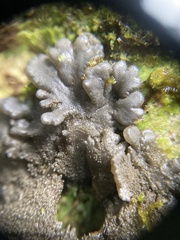 Physma